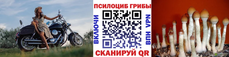 Галлюциногенные грибы Psilocybine cubensis  где можно купить наркотик  Надым 